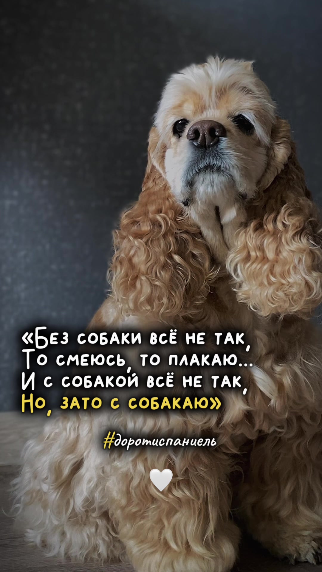 @Донна Дороти 🐶