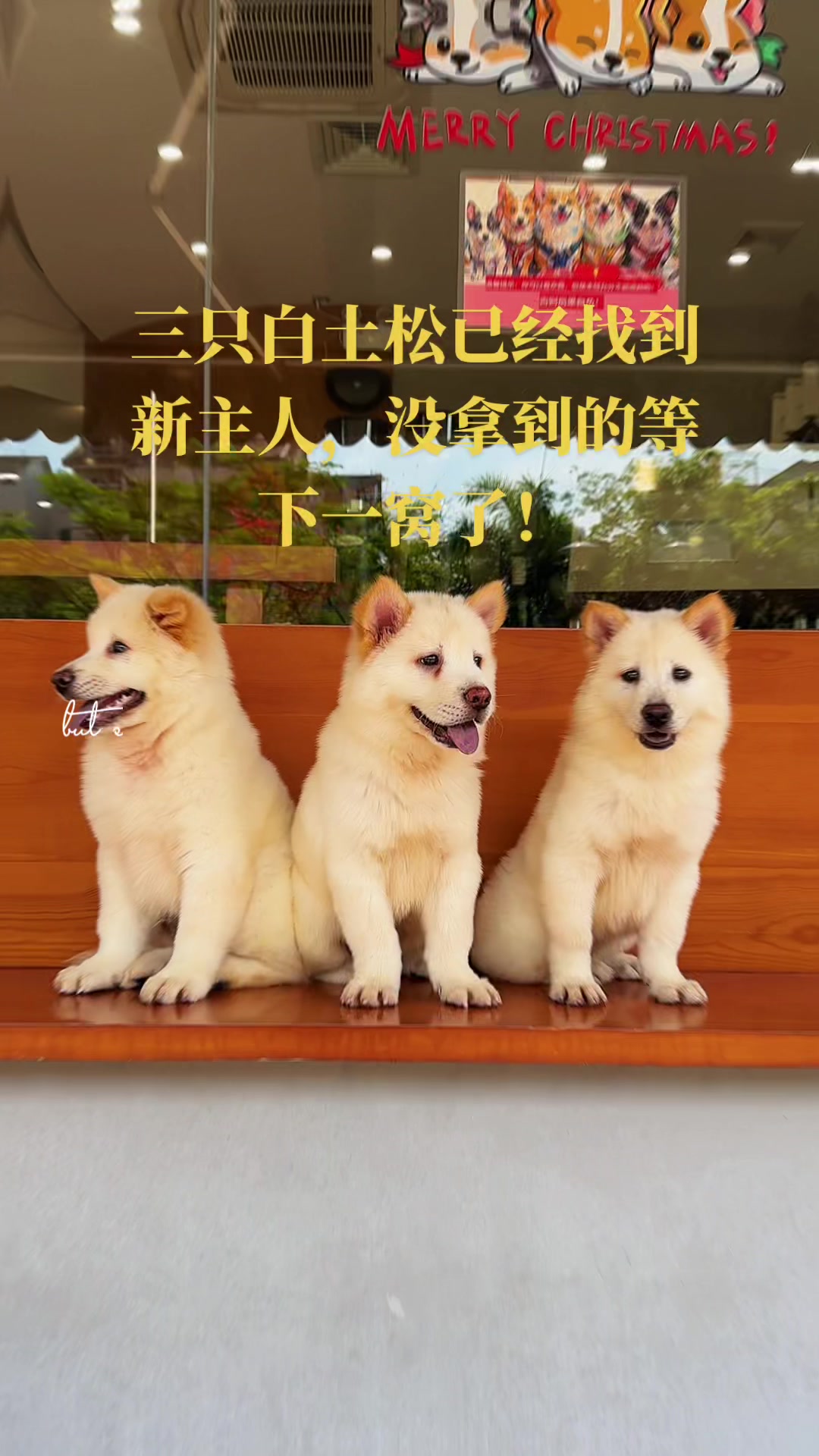 @南粤陪伴犬