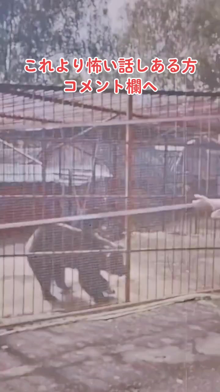 @🥦トムブロリー🥦