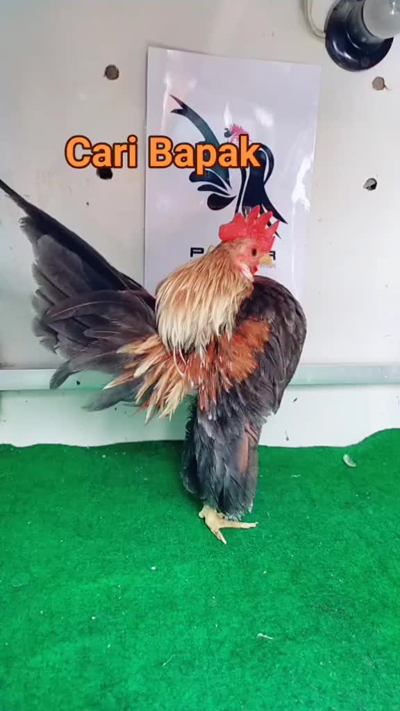 @Pochi Petstore