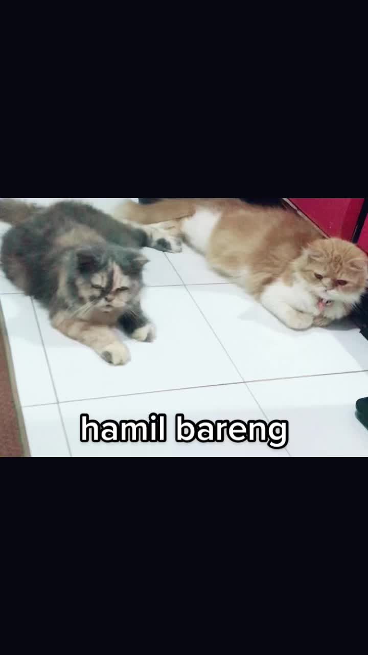 @JavelinMo