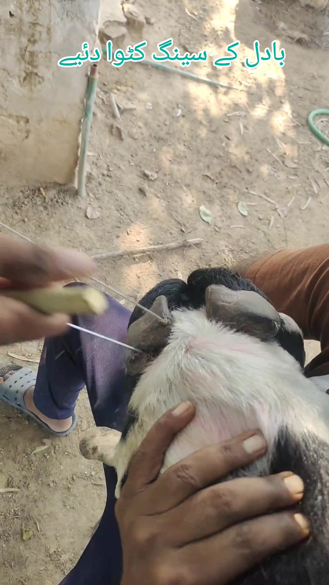 @Alsyed Goat Farm