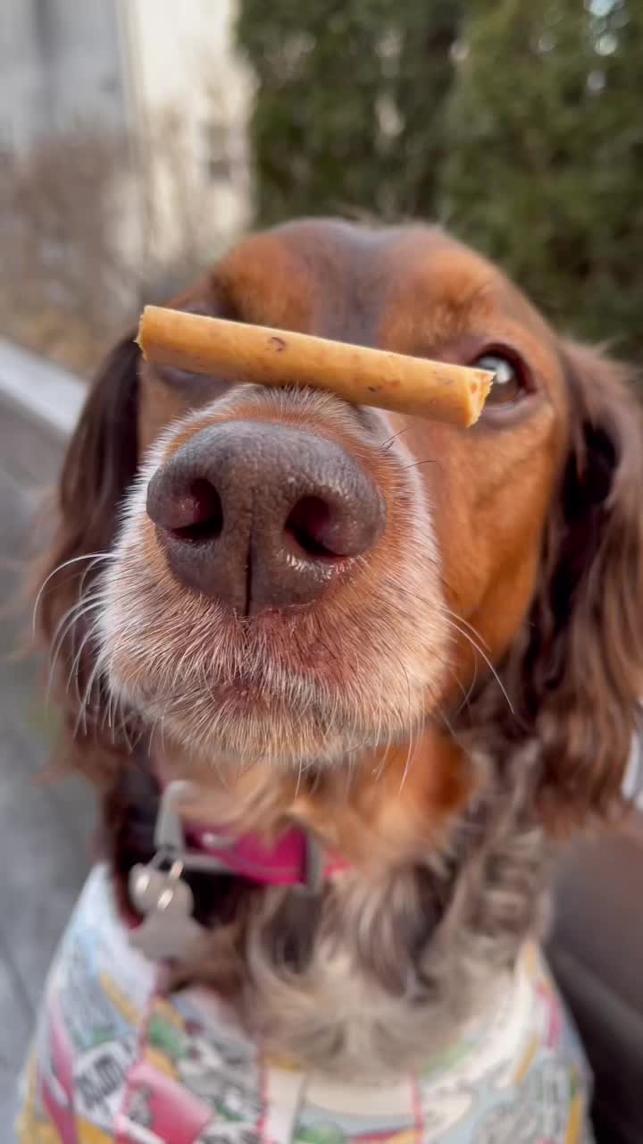 @niraithedog