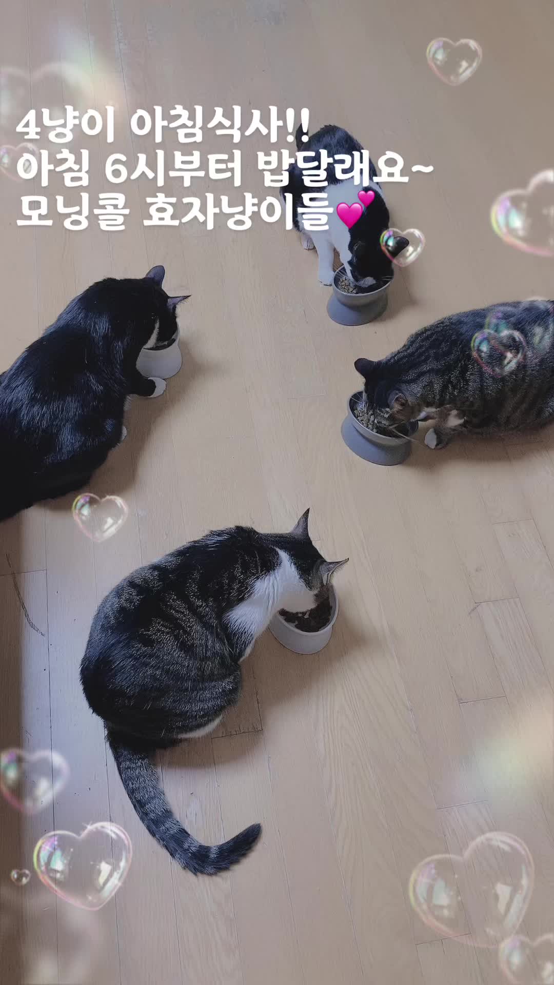 @lifewithkitty