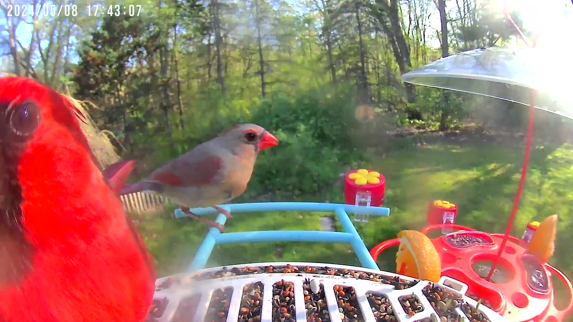 @Bird feeder Cam