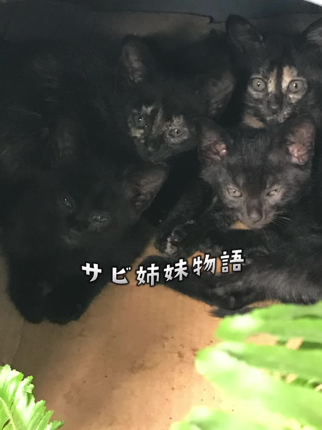 @猫の神様