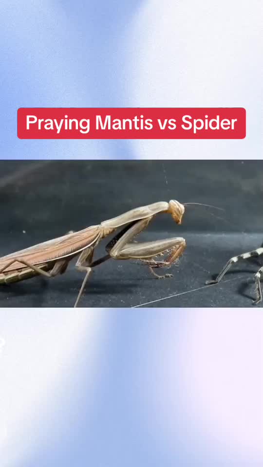 @InsectFlix