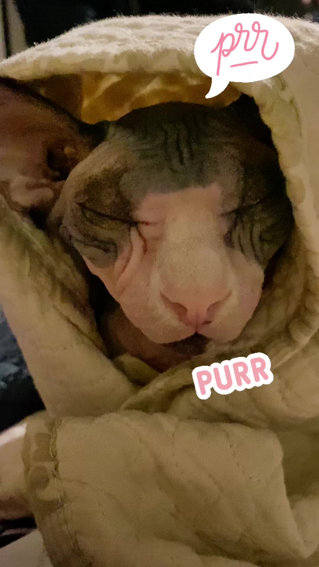 @SquiggyTok