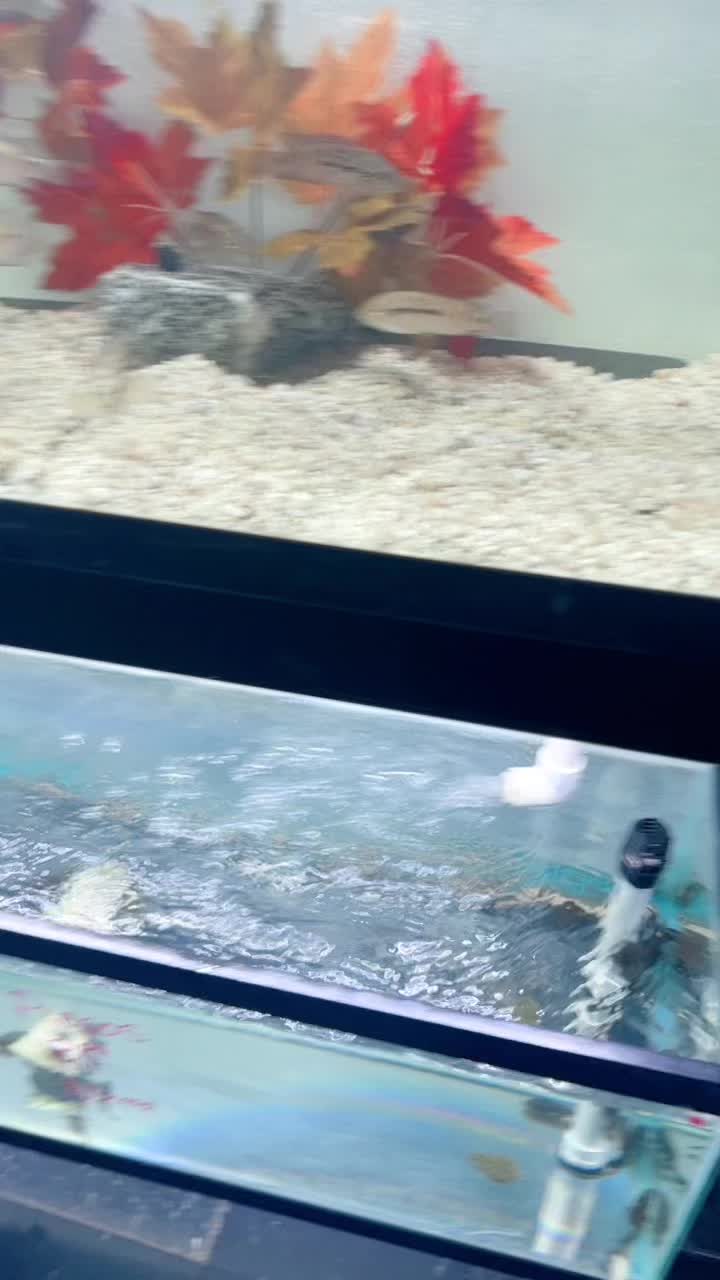 @Aquarium Paradise