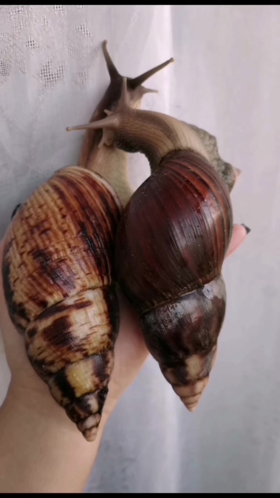 @Snails