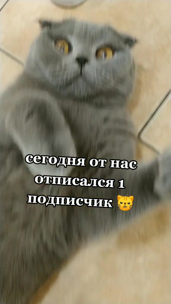 @Love Cats