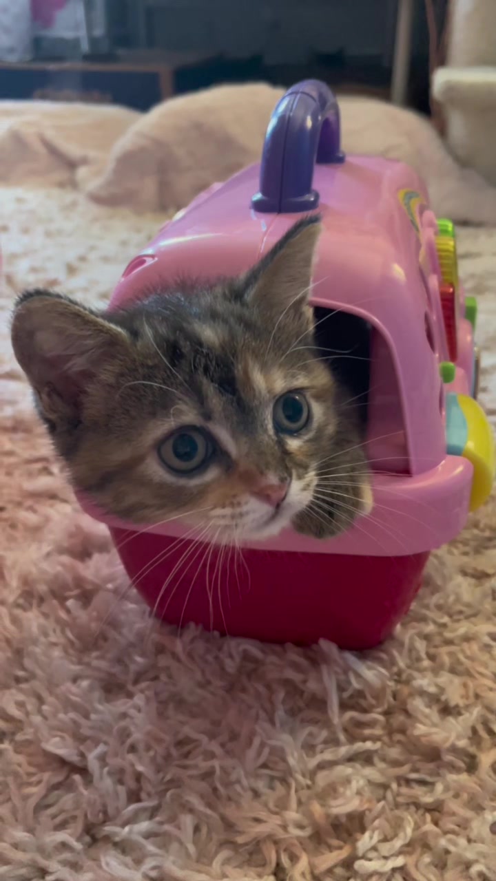 @Petal the kitty