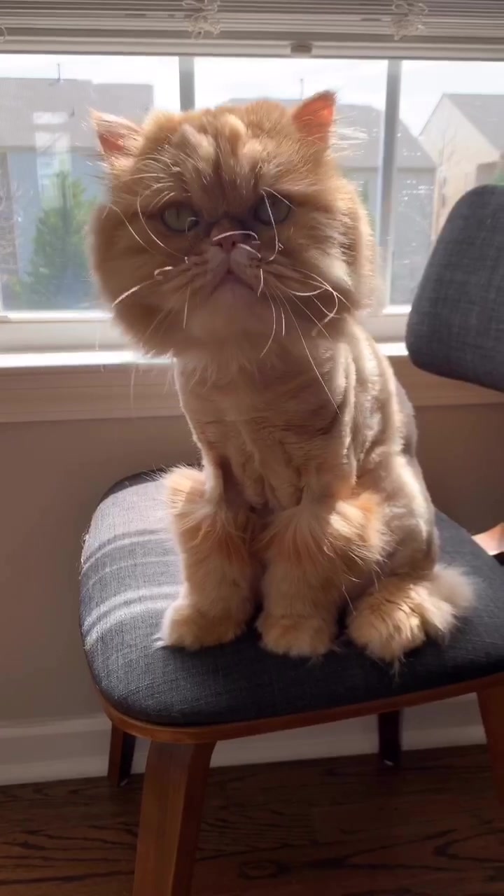 @Nugget the Cat