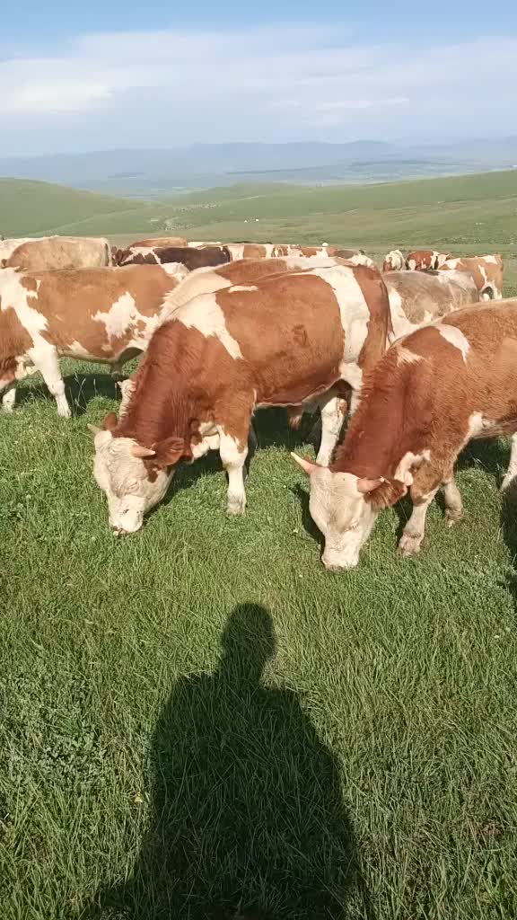 @Gökhan Çoban