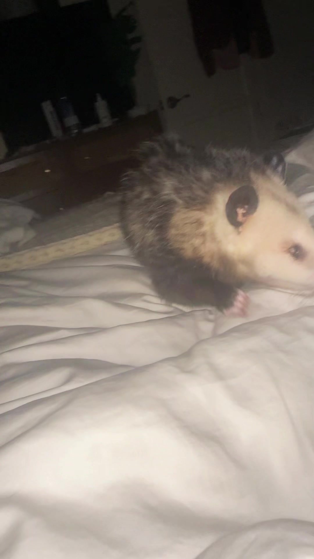 @Poppy Opossum