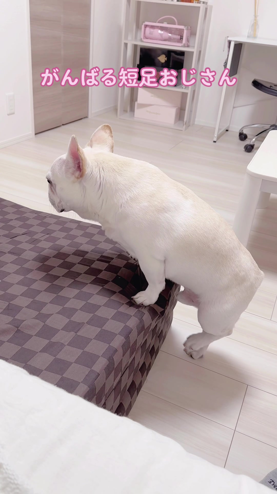 @フレンチブルドッグのPorco(ポルコ)🐷