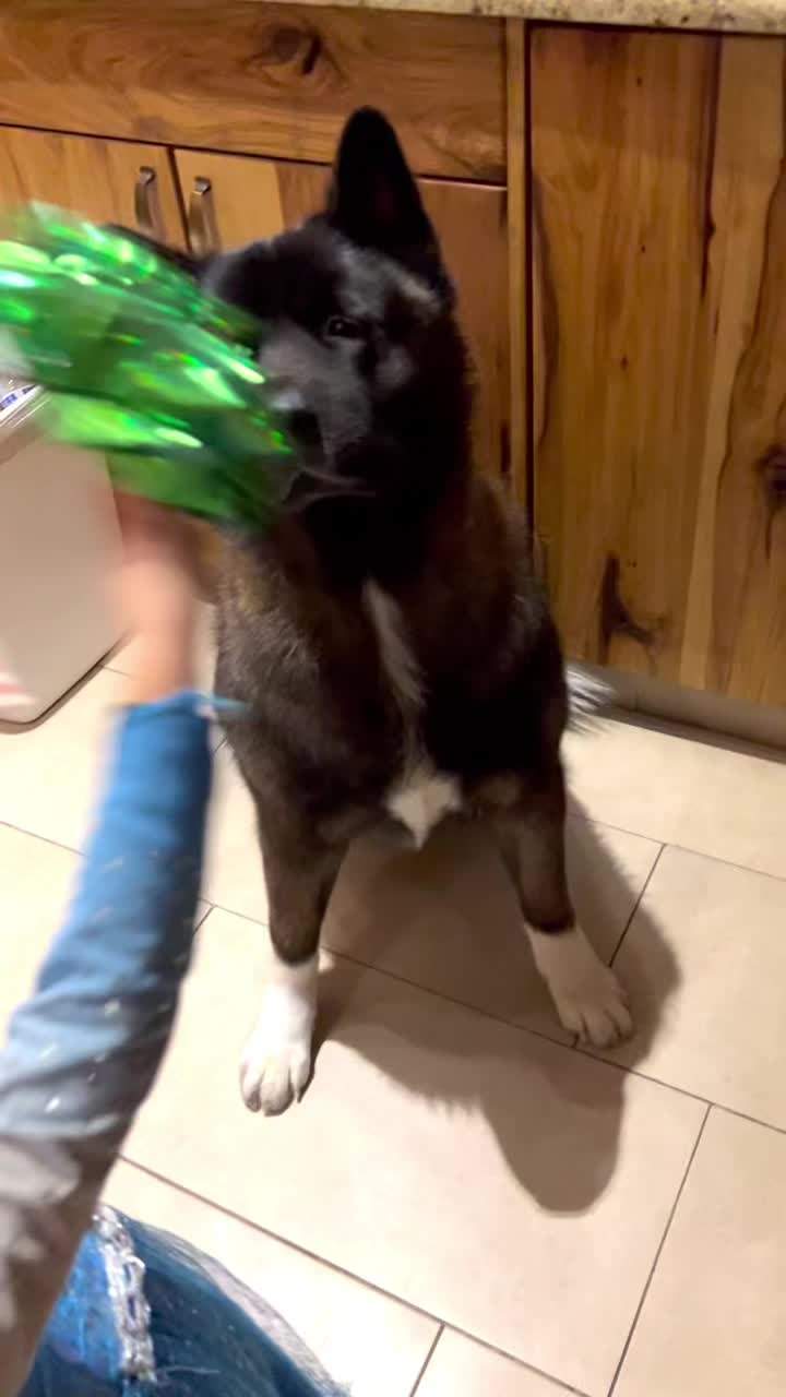 @Akitas.shiba.w