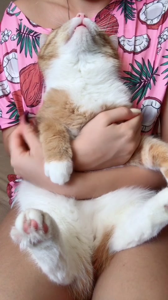 @Cat_Stepan