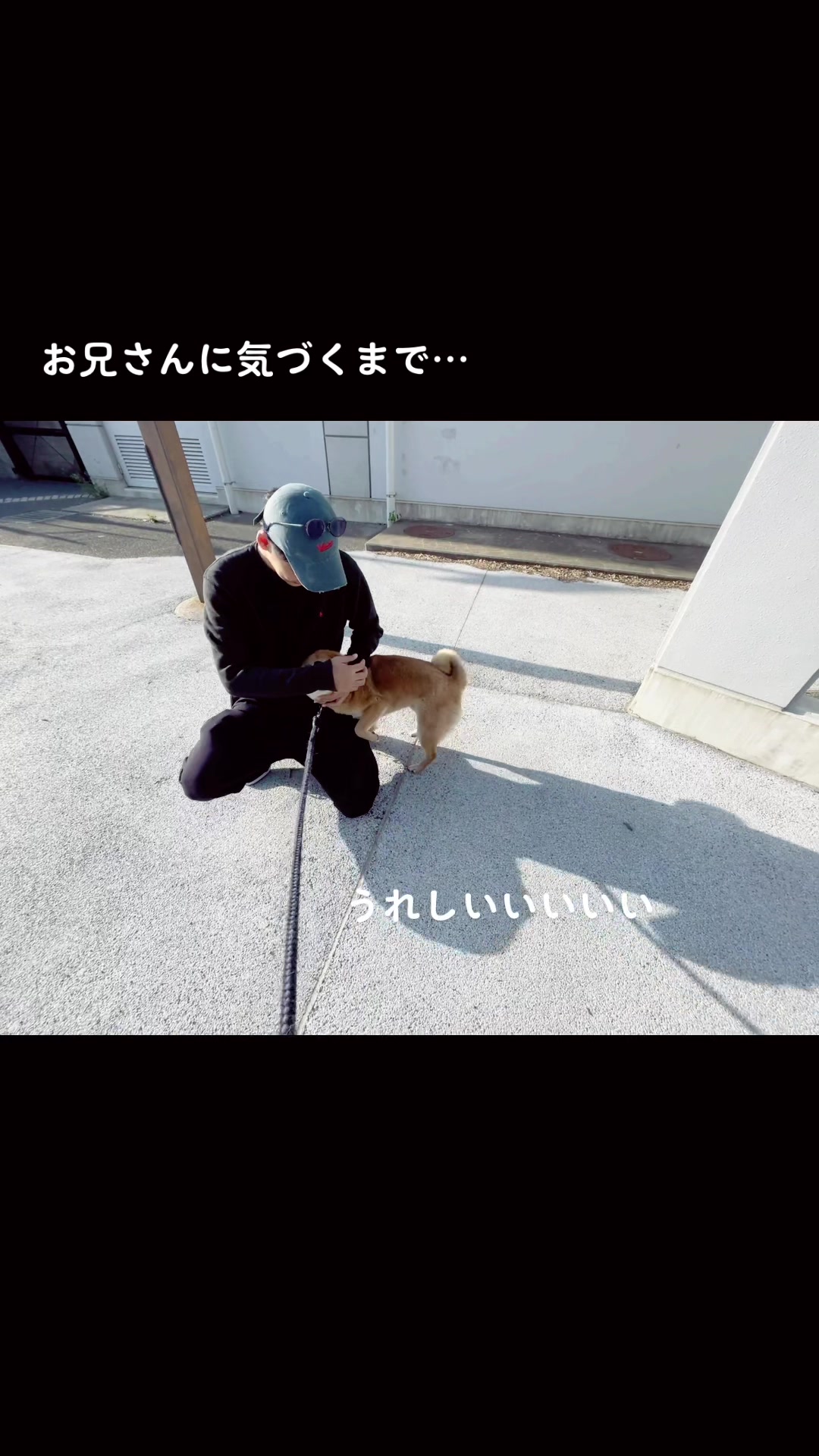 @柴犬むーちゃん