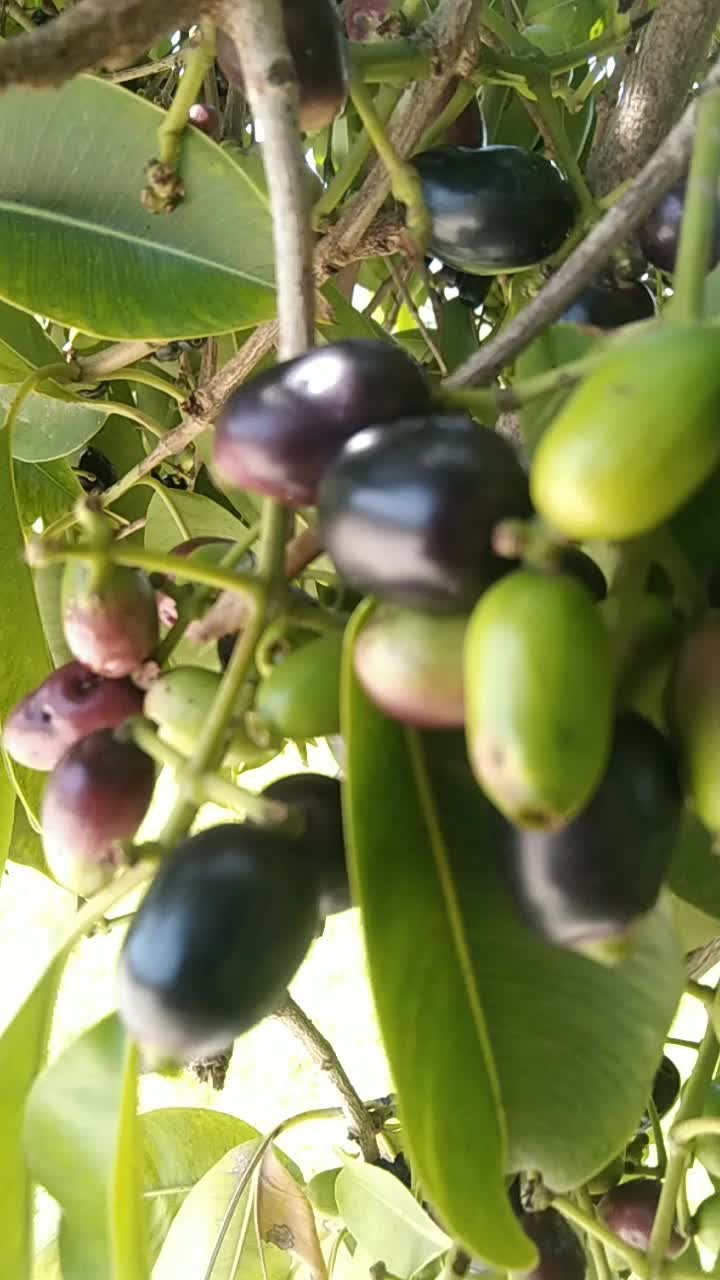 @Malik Bhai