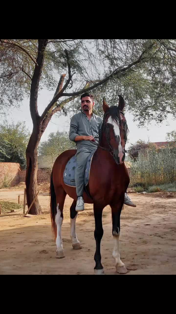 @Mian Pardan 470