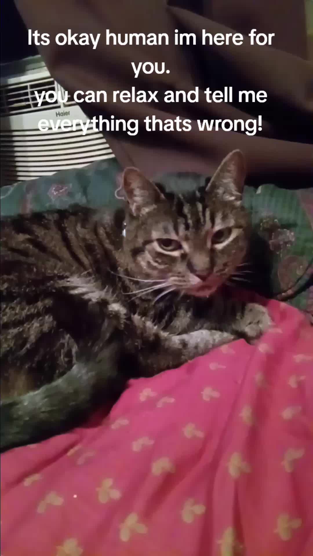 @Relaxcat_Tigerjames