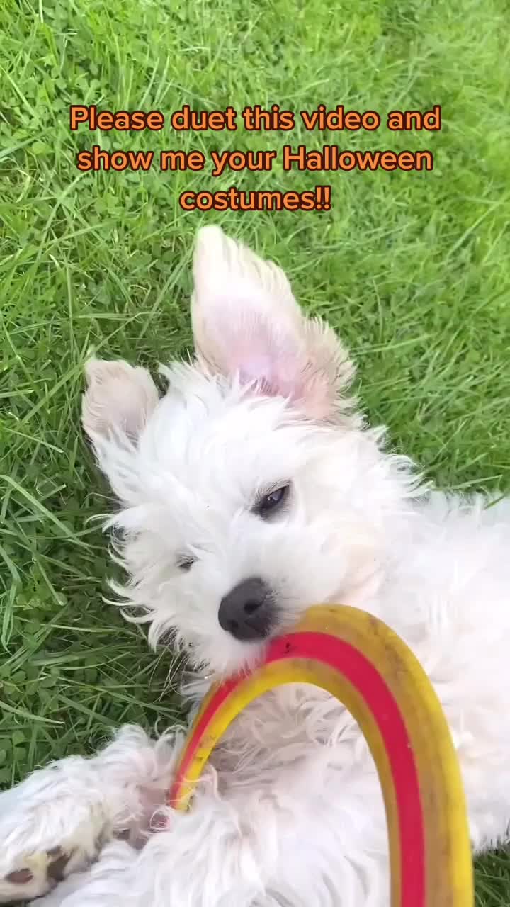 @🐕Fʟᴏssʏ🐕