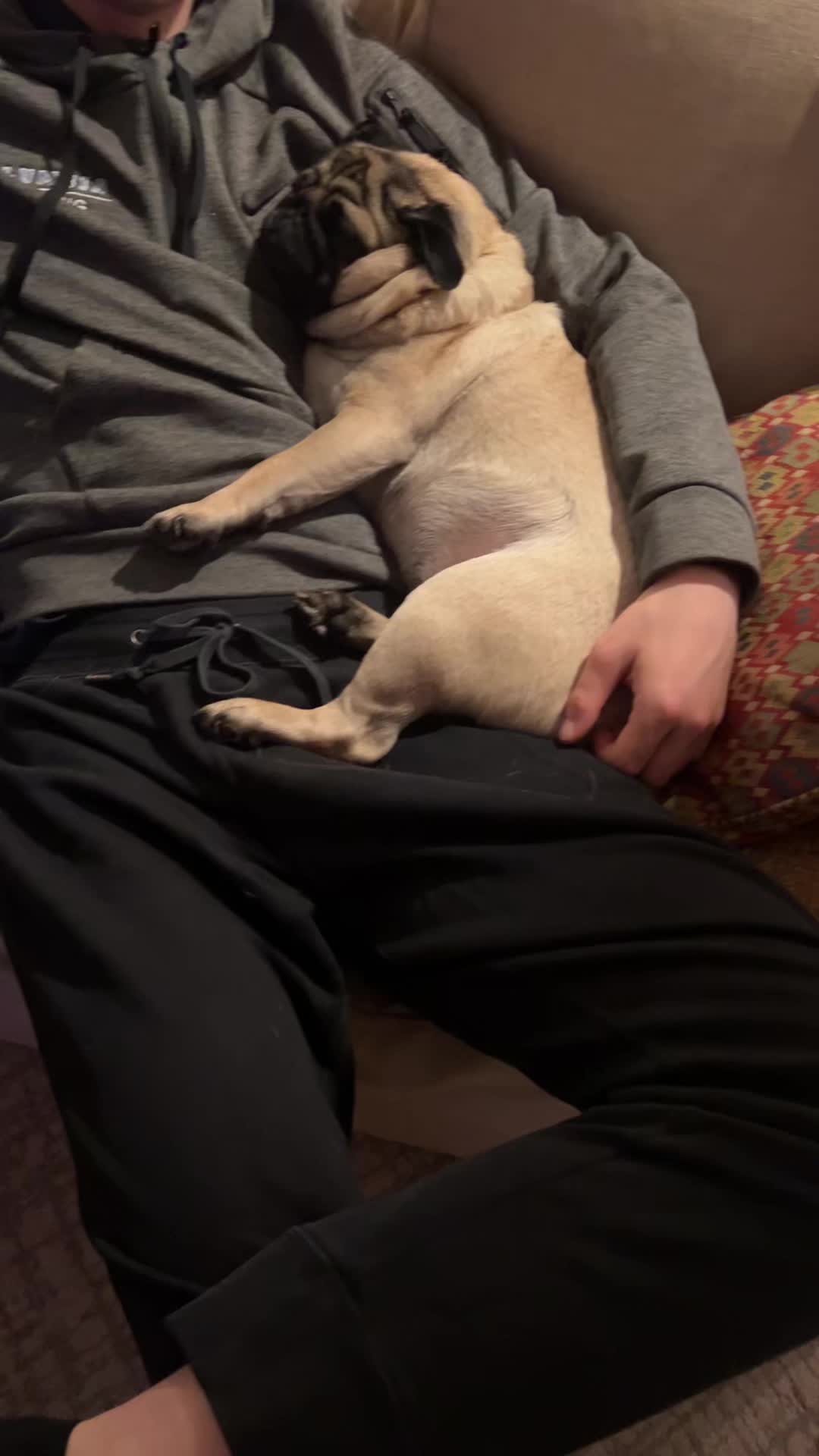 @The real Dave the pug🐶