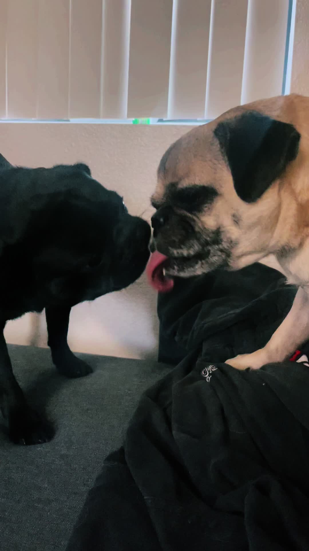 @Hershey The Pug