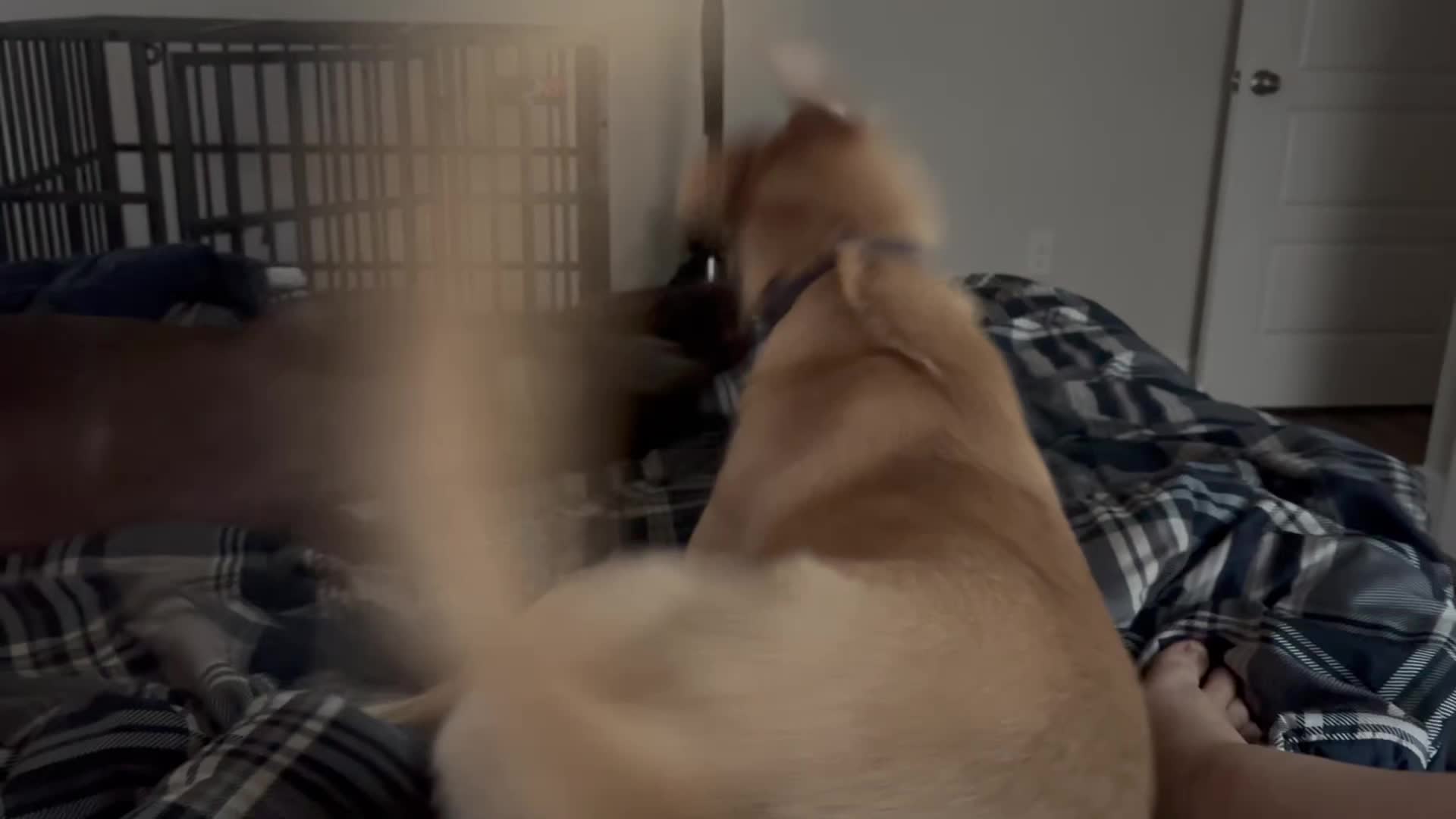 @Bella the Pup