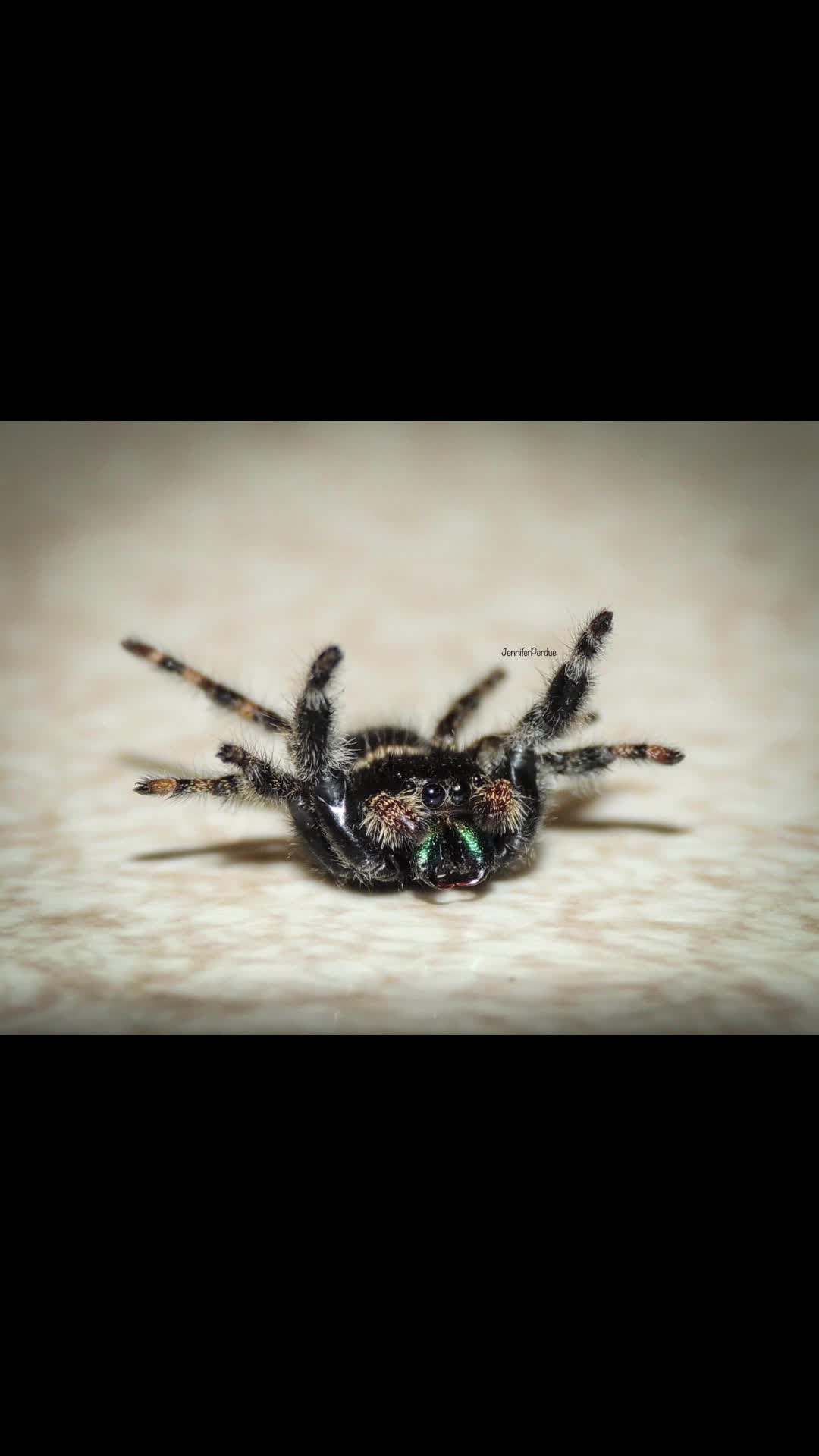 @Jennifer’s_Bugs