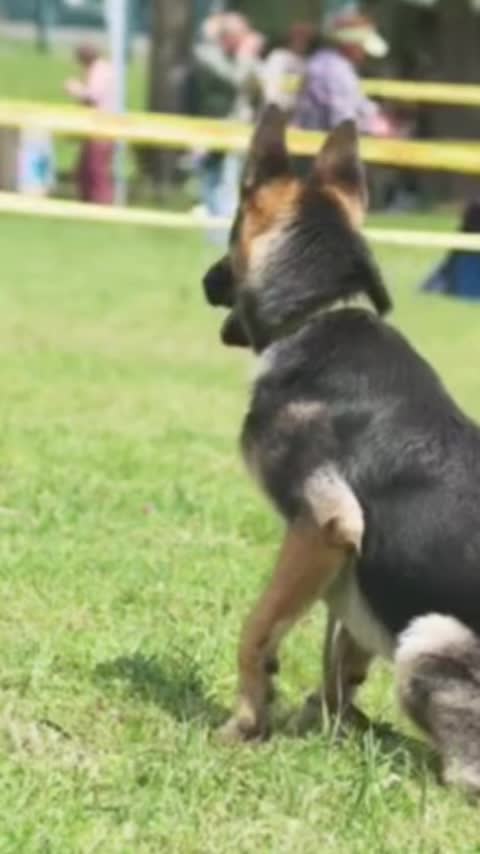 @K9 Kingz