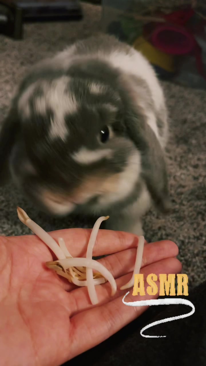 @BunBun and BaeBae