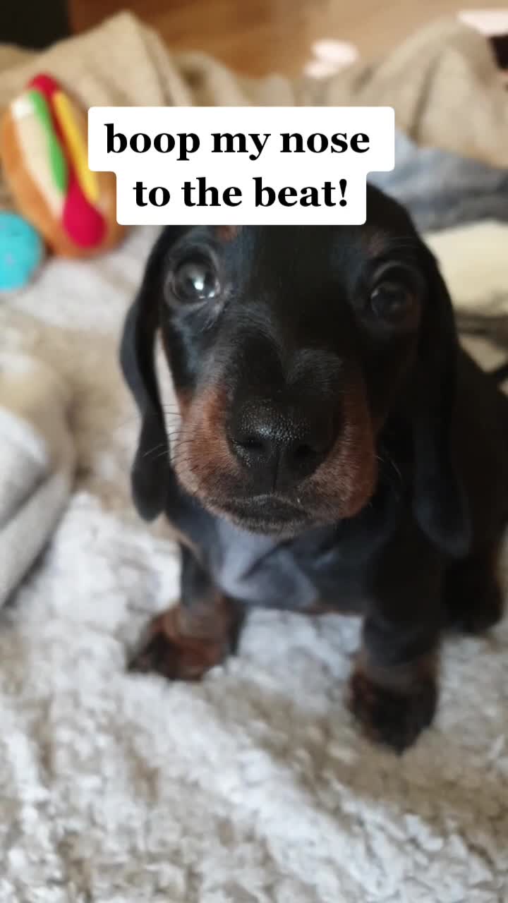 @Otto the mini dachshund