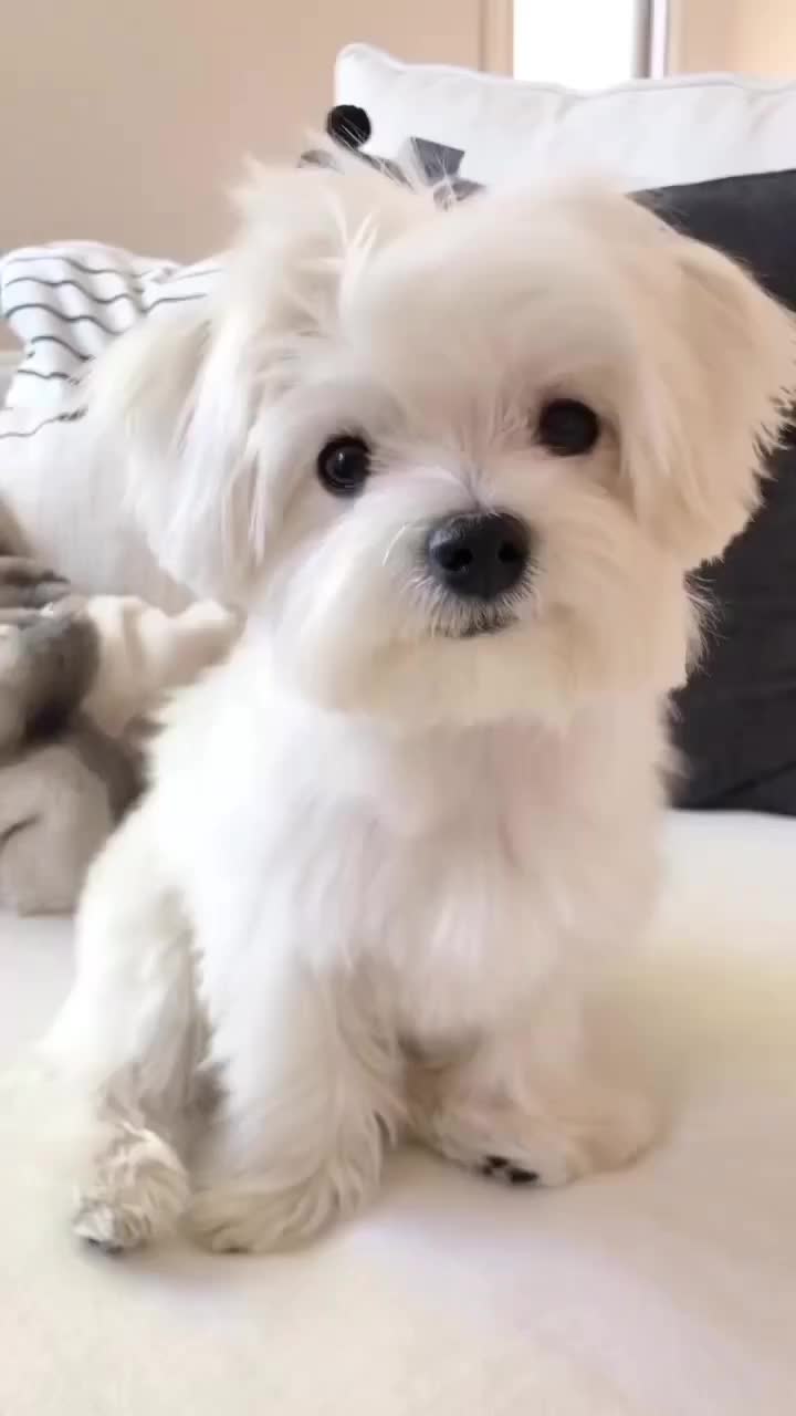 @mildred.the.maltese