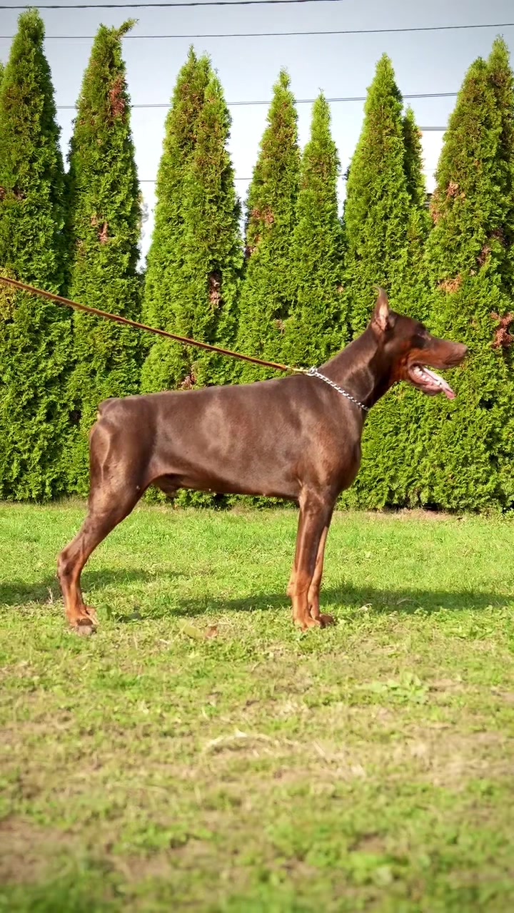 @GRAREVA dobermanns