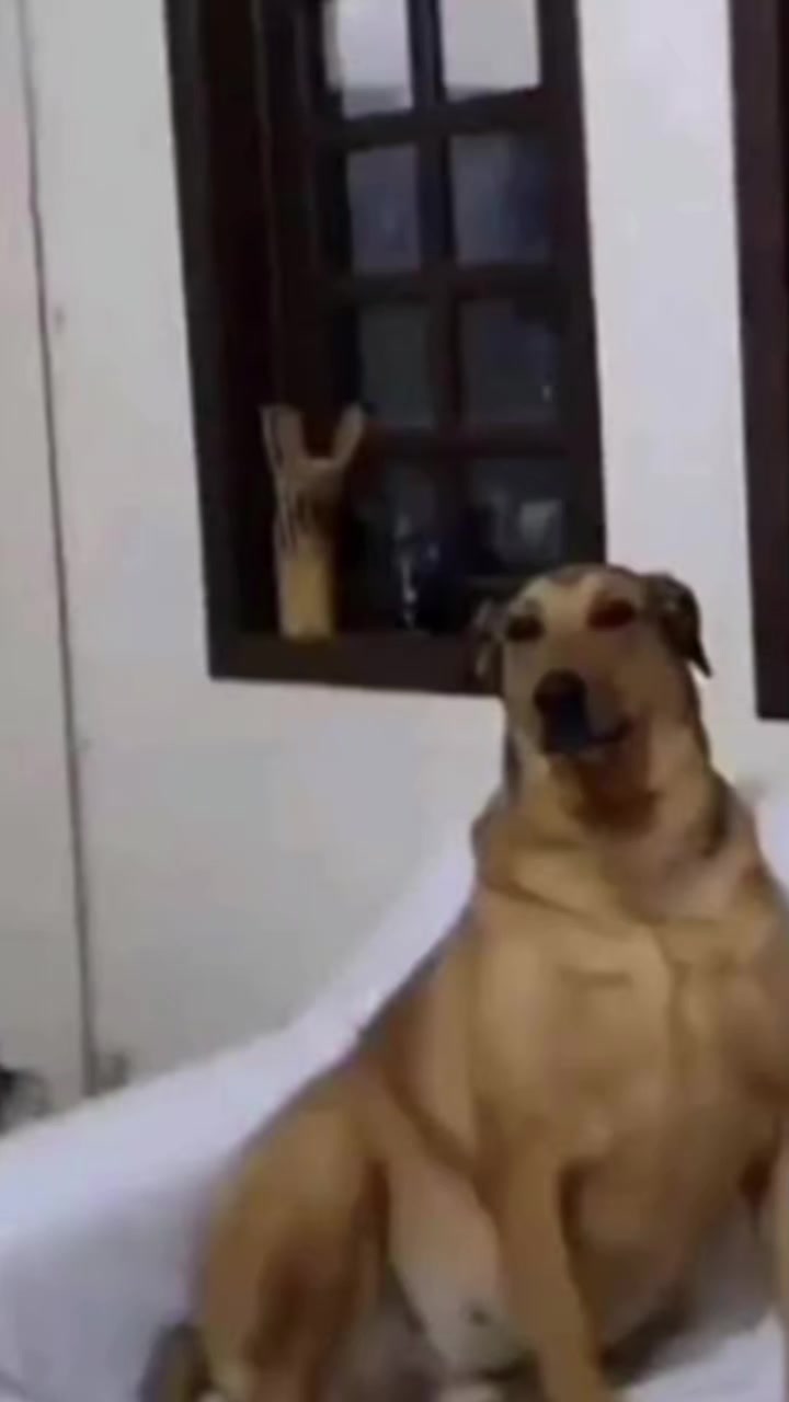 @SusyDog