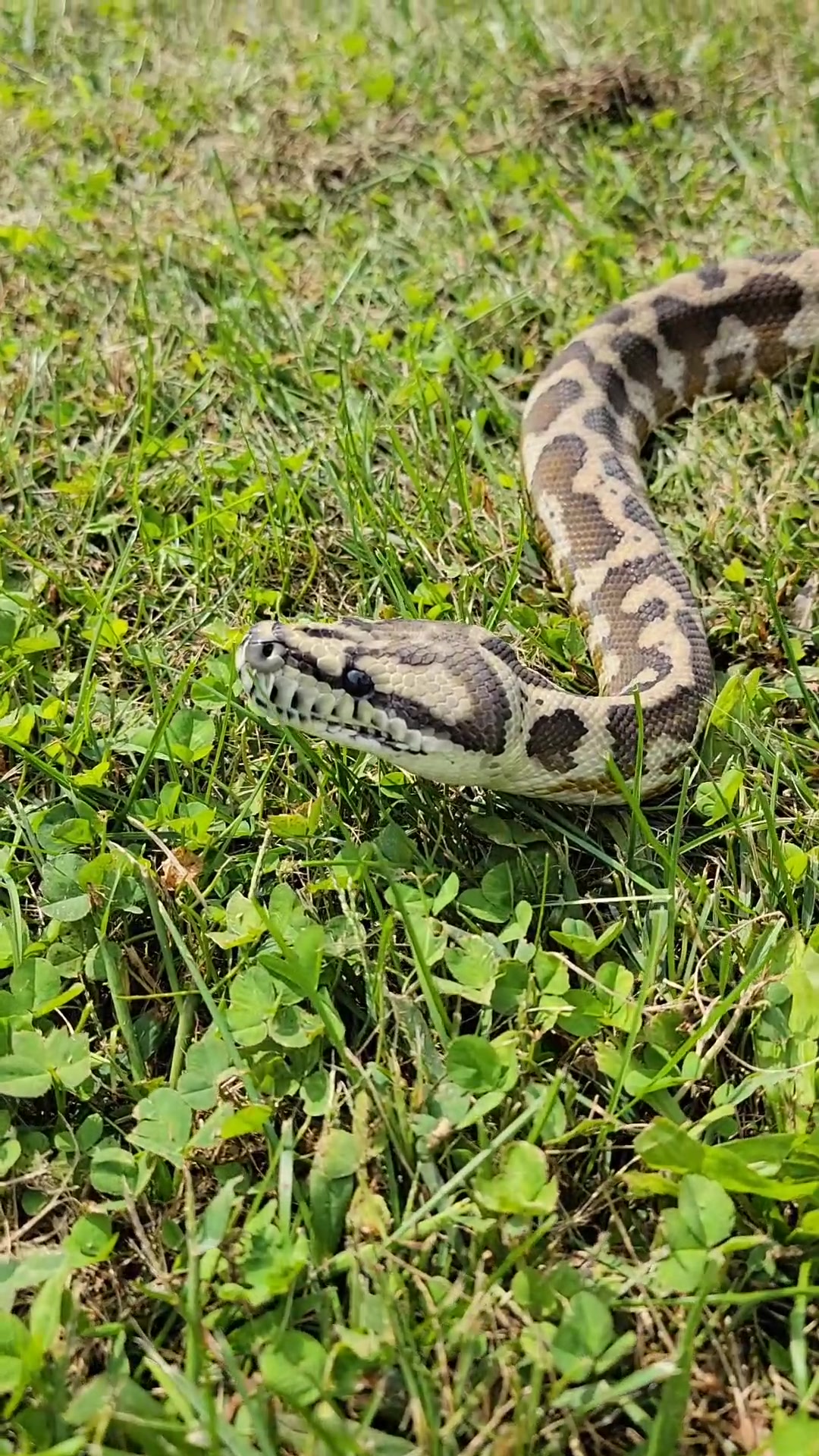 @mudcowpythons