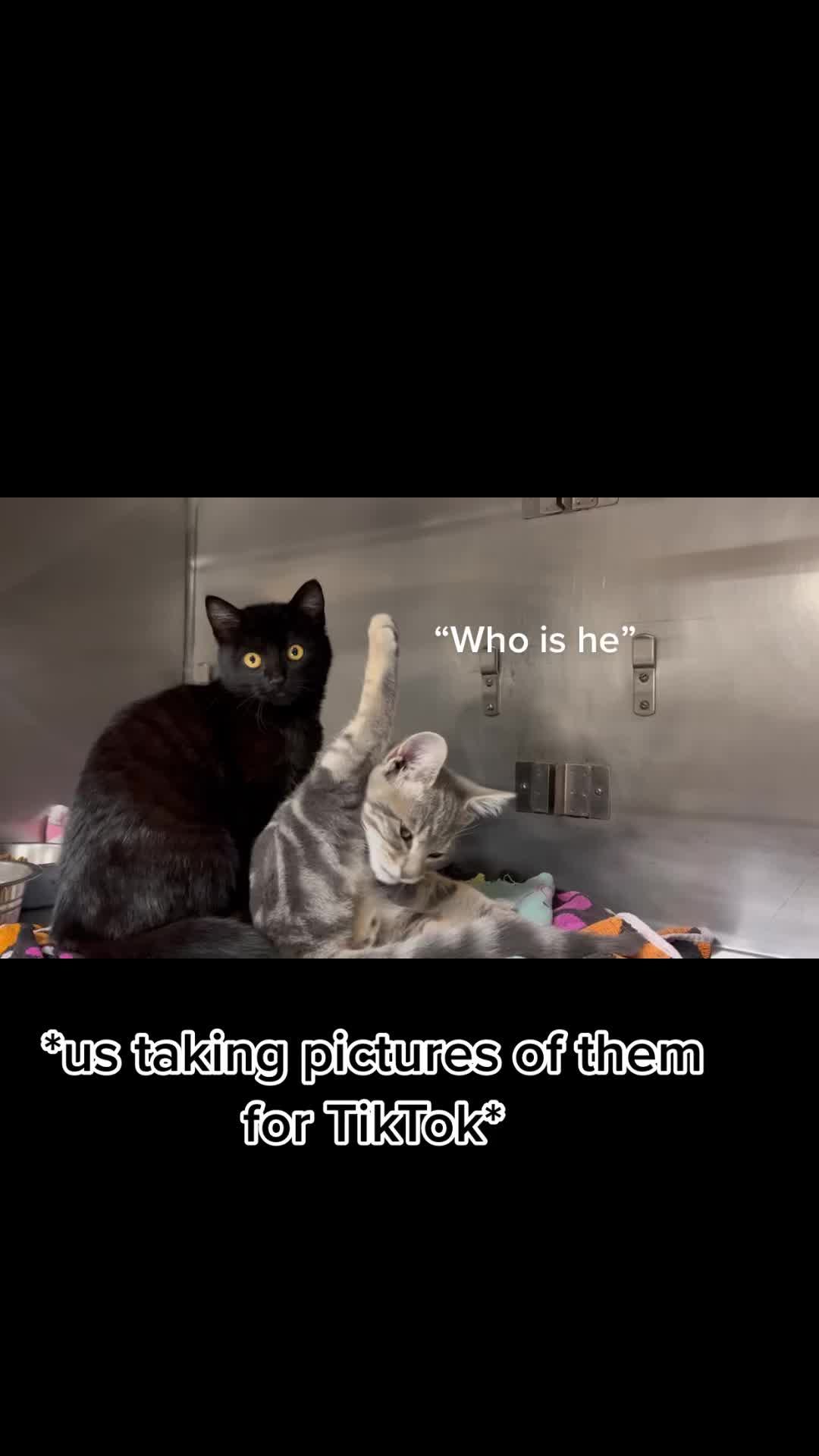 @Ramona Pets