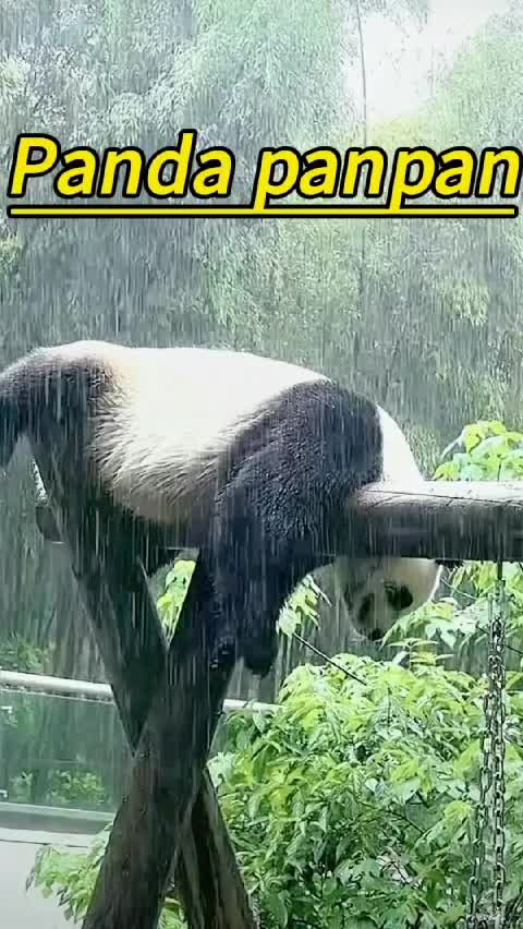 @Many pandas
