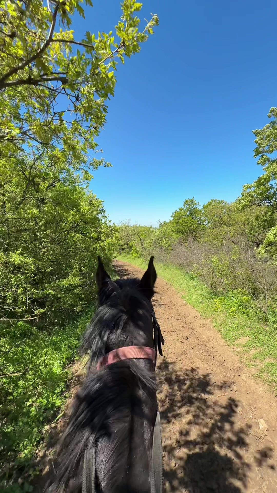 @horselakia