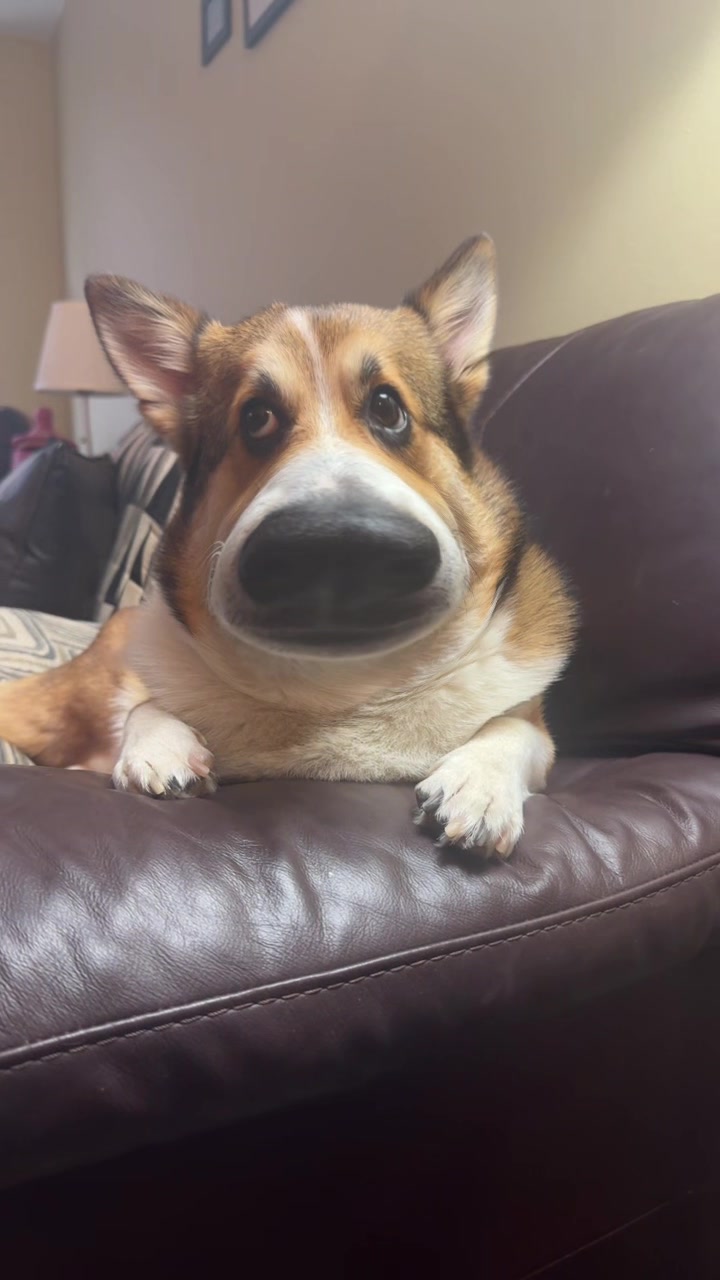 @Ollie The Corgi