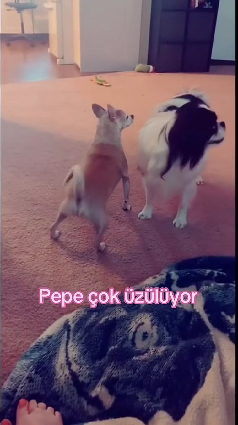 @beryhibiscuss1