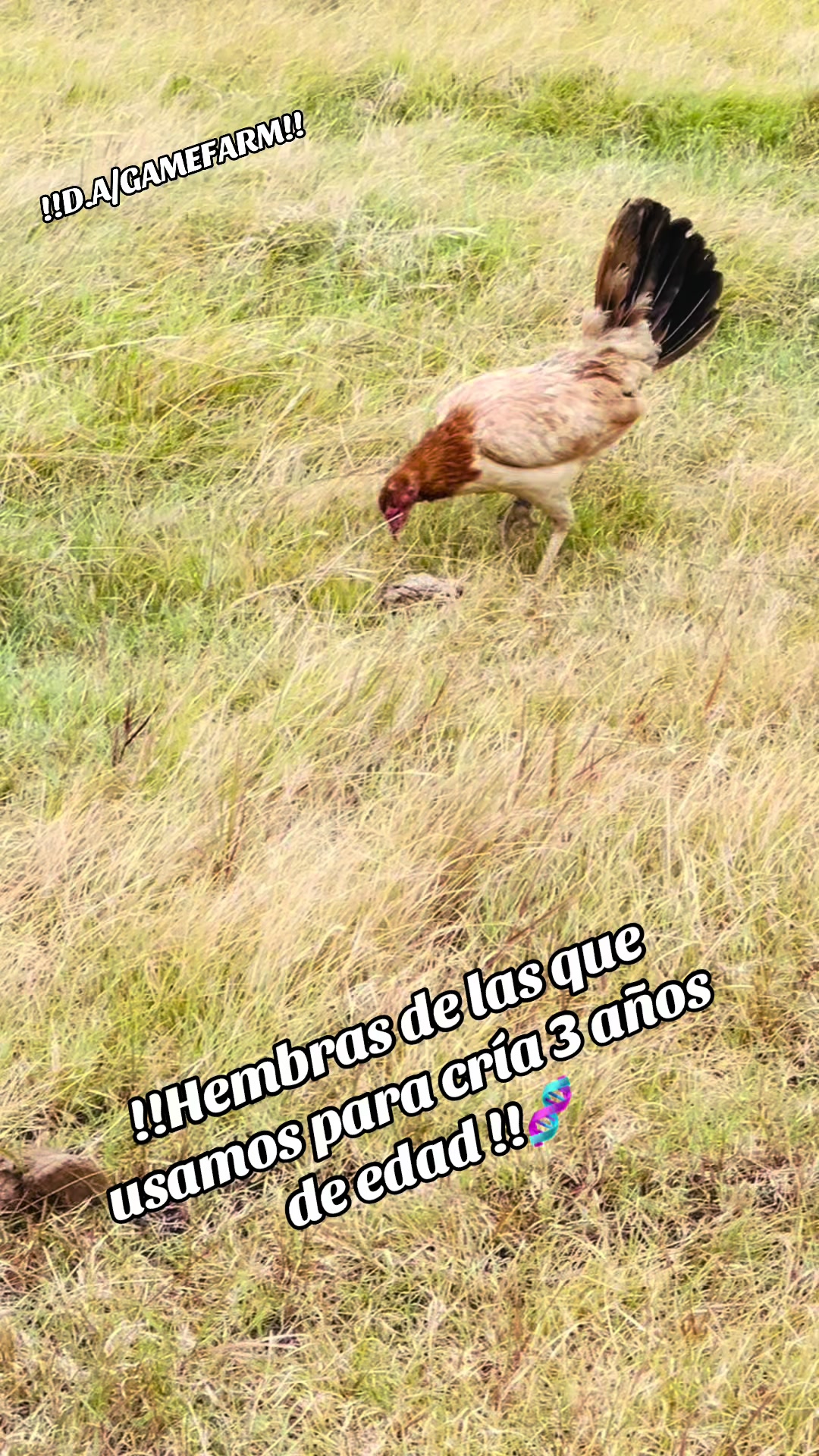 @DAgamefarm