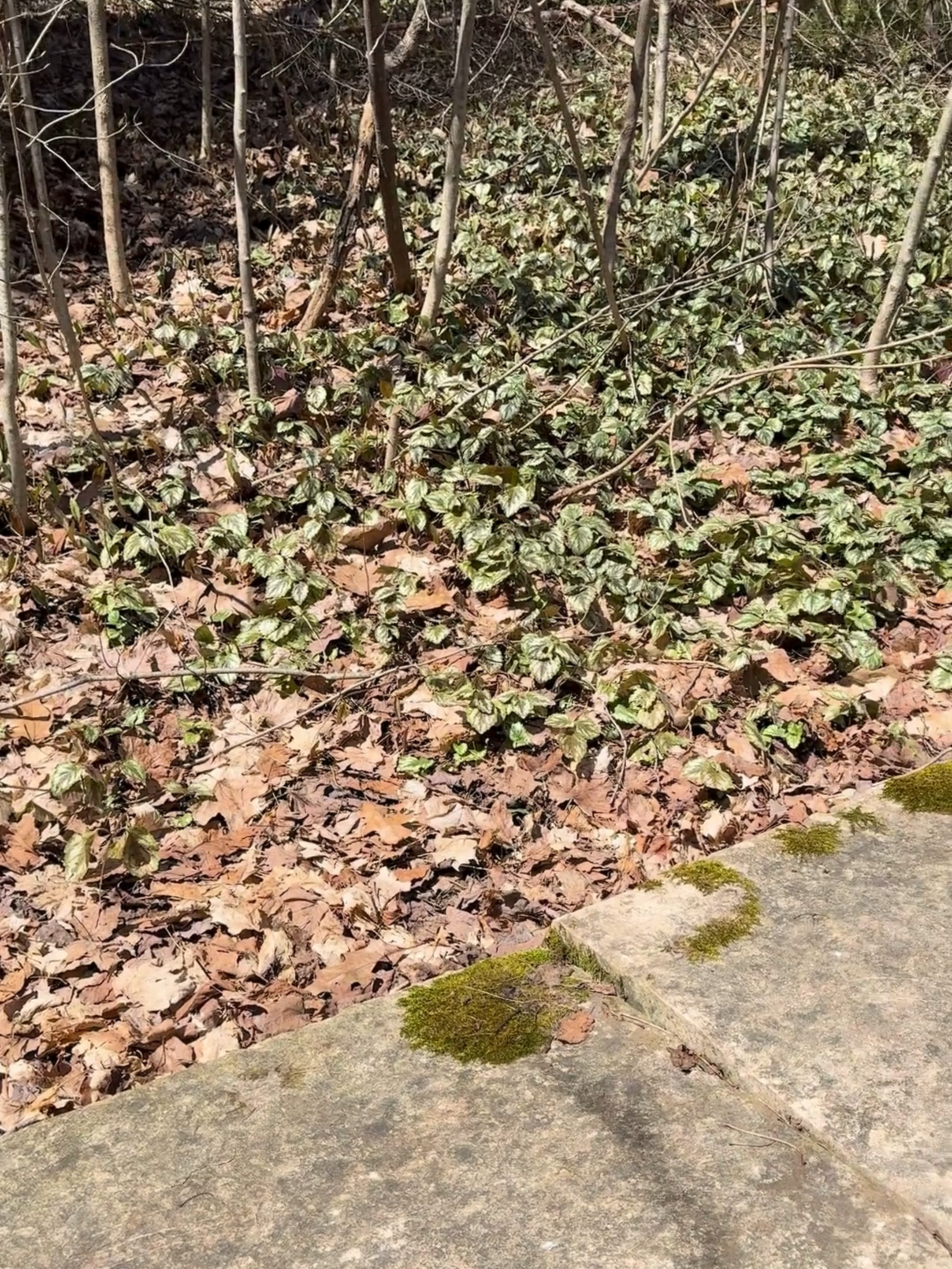 @Invasive Species Centre