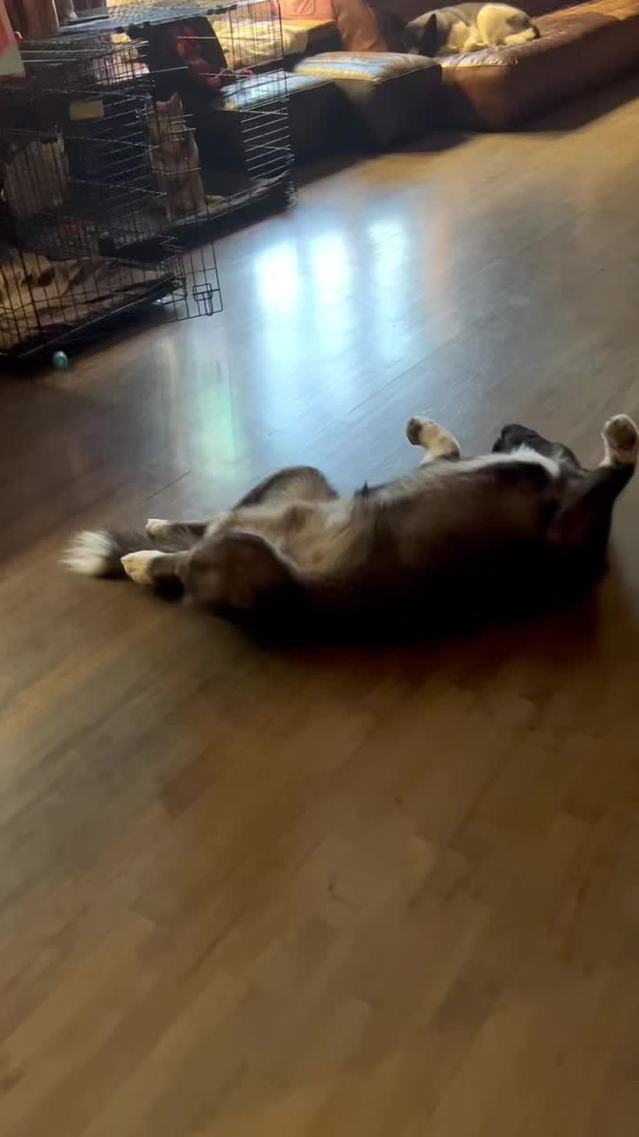 @Akitas.shiba.w