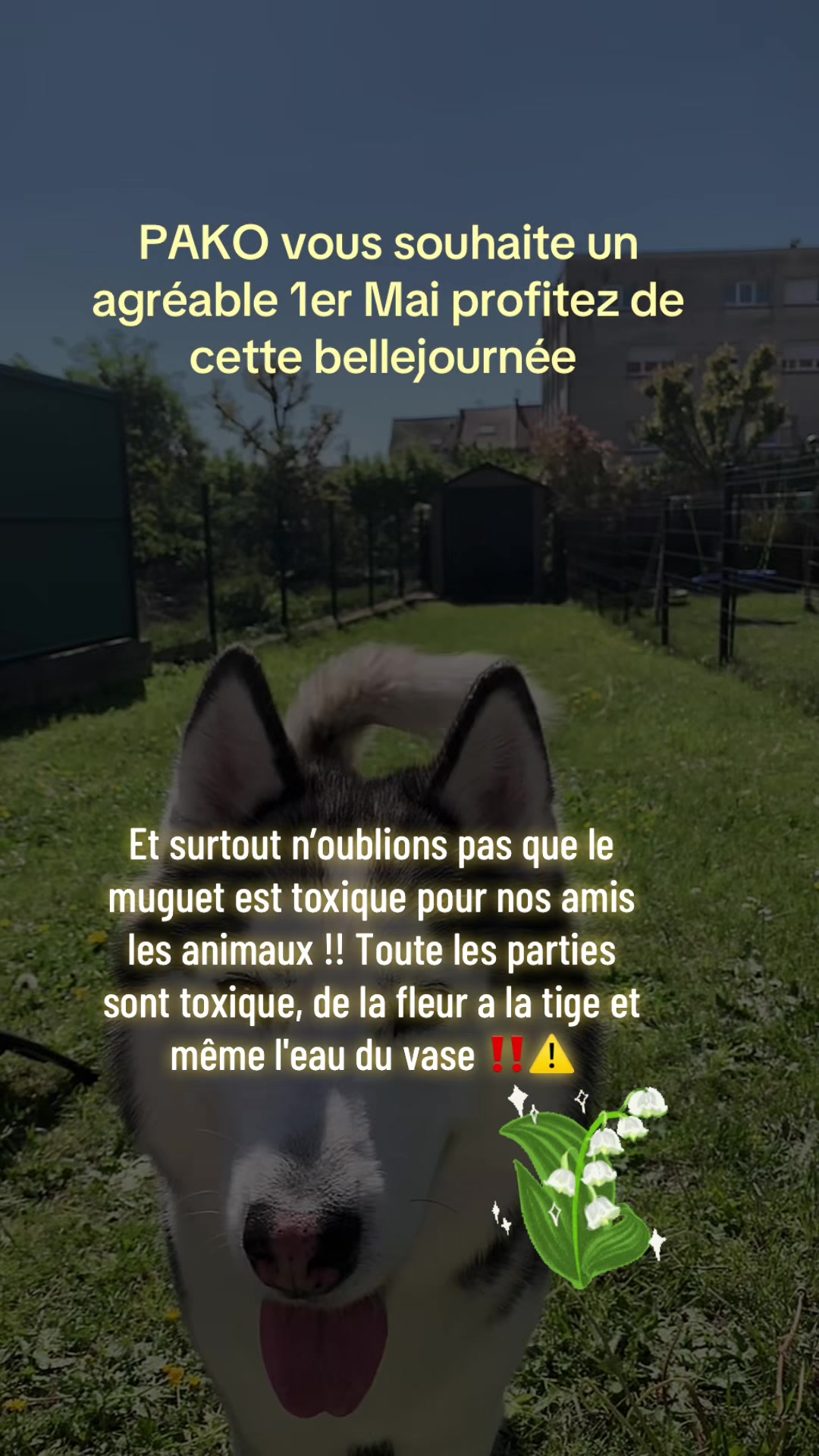 @🐺 PAKO Husky Sibérien