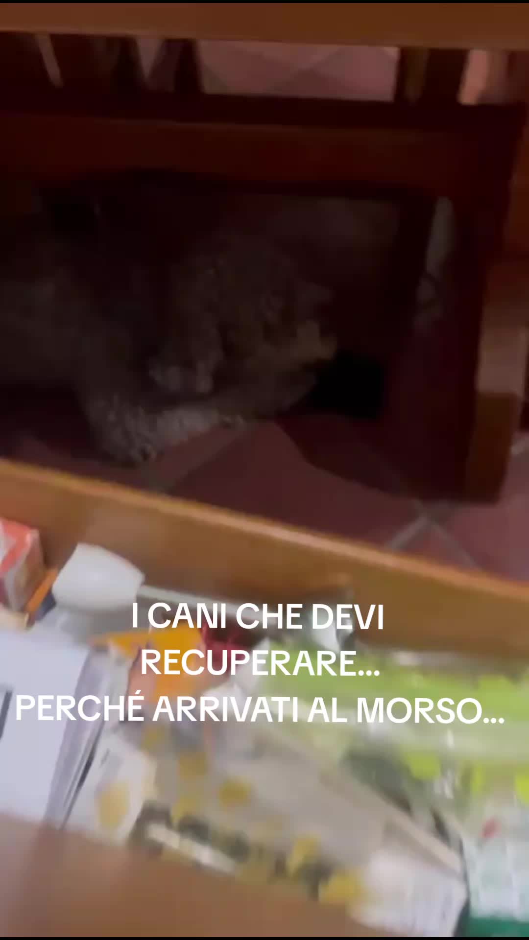 @Stefania Santoro
