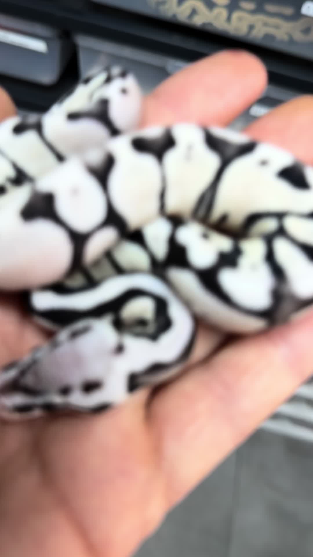 @MasgenReptiles