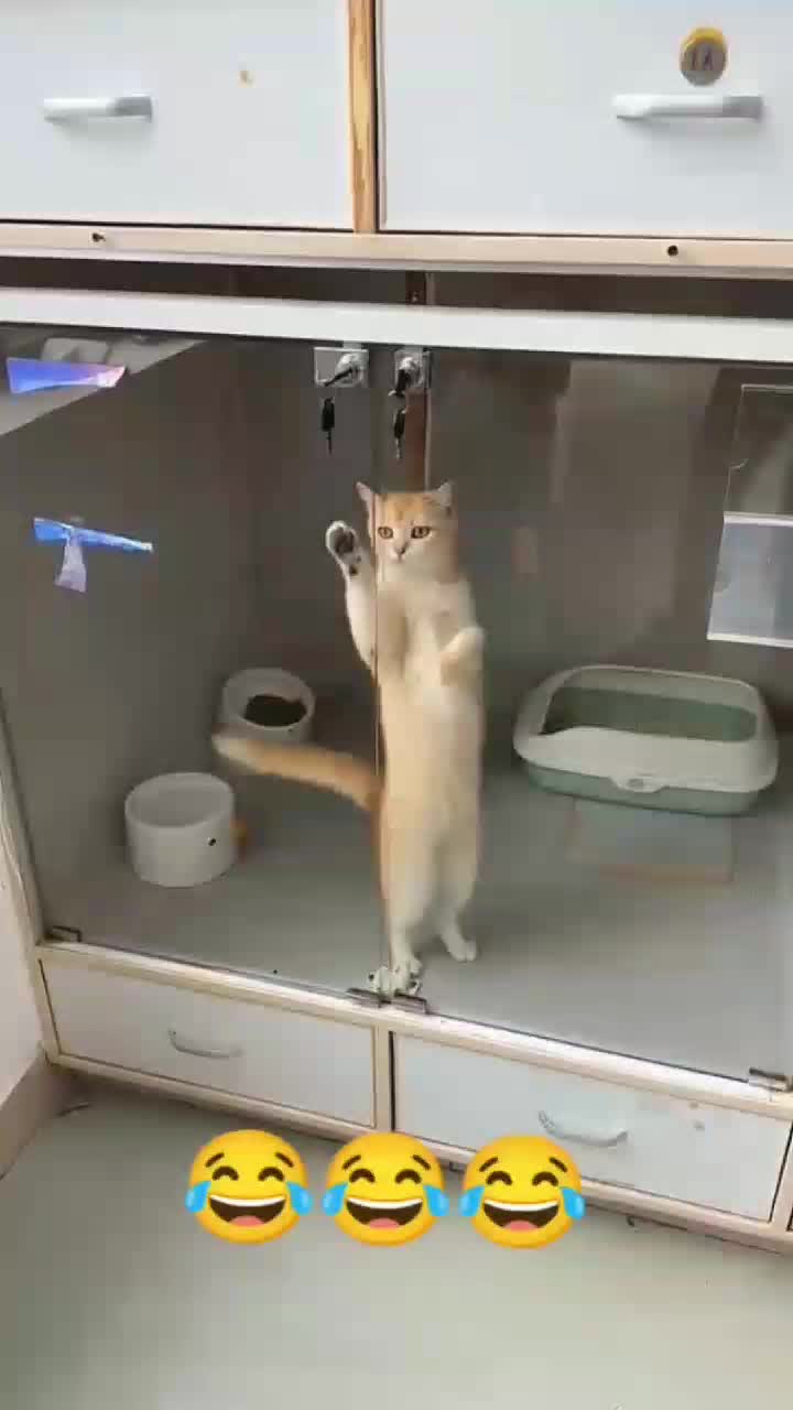 @funnypets818